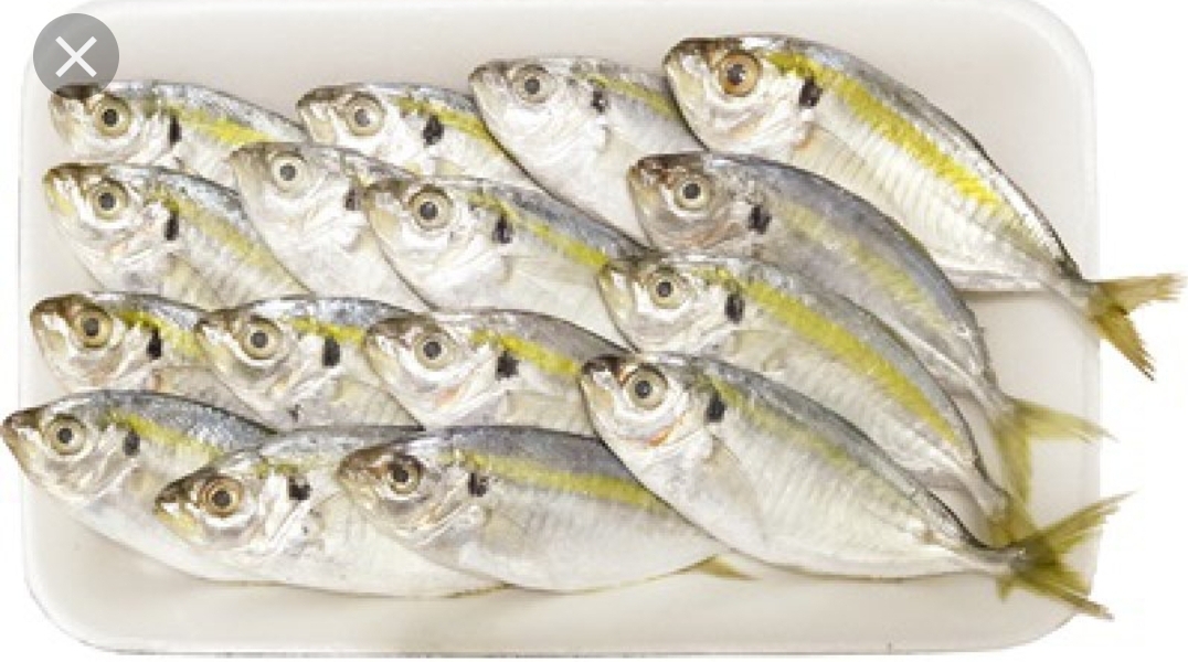 [FRESH] Seafood Catch of the Day! | Calgorix Lifestyle